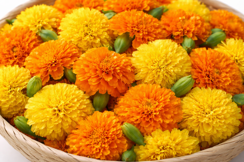 Fresh Genda Phool (Marigold Flowers)